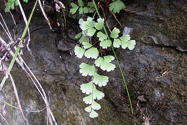 西表島植物図鑑 ホウライシダ